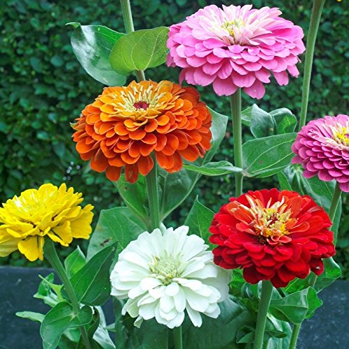 Zinnia - California Giant Flower Seeds Mix - 1,500 Seeds by Seeds2Go