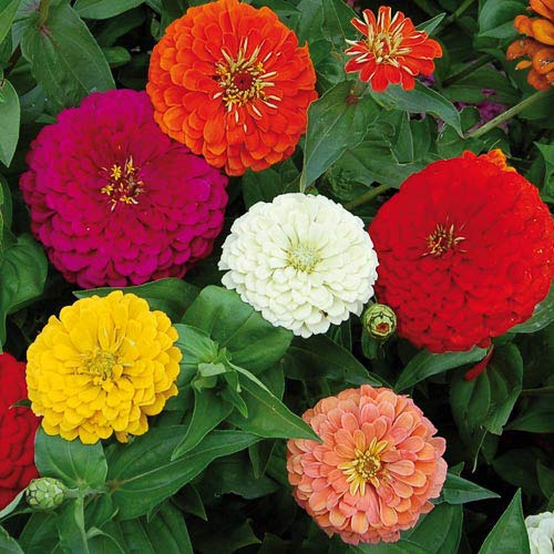 Zinnia - California Giant Flower Seeds Mix - 1,500 Seeds by Seeds2Go