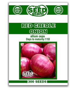 red creole onion seeds - 300 seeds