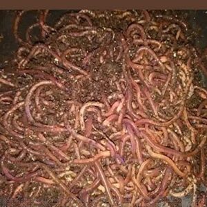 700 red wiggler composting worms