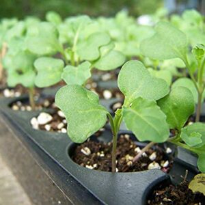 Organic Broccoli Seeds for Sprouting, 2 Ounces – Non-GMO, Vegan, Kosher, Sirtfood, Bulk. Rich in Sulforaphane, Vitamin C. Grow Sprouts, Microgreens for Salads, and Sandwiches. High Germination Rate.