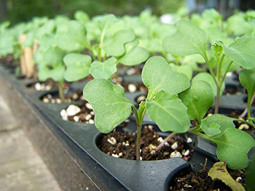 Organic Broccoli Seeds for Sprouting, 2 Ounces – Non-GMO, Vegan, Kosher, Sirtfood, Bulk. Rich in Sulforaphane, Vitamin C. Grow Sprouts, Microgreens for Salads, and Sandwiches. High Germination Rate.
