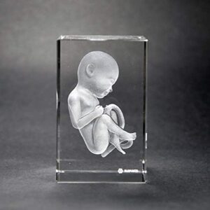 warp united crystal 3d human baby fetus 1lb 2 x 2 x 3 inches optical glass paperweight