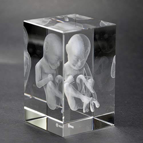 Warp United Crystal 3D Human Baby Fetus 1lb 2 x 2 x 3 Inches Optical Glass Paperweight