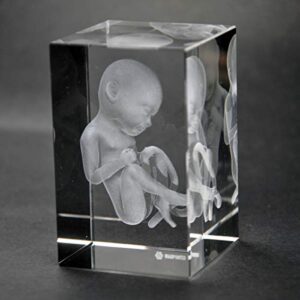 Warp United Crystal 3D Human Baby Fetus 1lb 2 x 2 x 3 Inches Optical Glass Paperweight