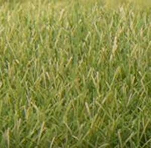 Woodland Scenic Static Grass 7mm-Medium Green -FS622