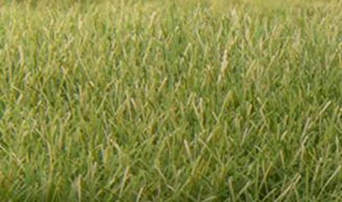 Woodland Scenic Static Grass 7mm-Medium Green -FS622