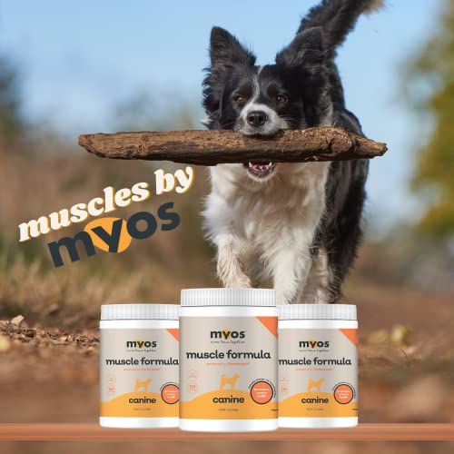 MYOS Canine Muscle Formula - Clinically Proven All-Natural Muscle Building Supplement - Reduce Muscle Loss in Aging Dogs and Improve Recovery from Injury or Surgery, 12.7 Ounce