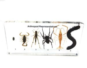 (6 arthropods) arthropod（tardigrade） representatives paperweight science classroom specimens for science education(6.5x3x1 inch)