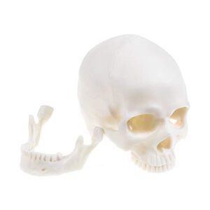 medical anatomical skull model - 1:1 life size replica anatomy adult human head bone for science lab, educational