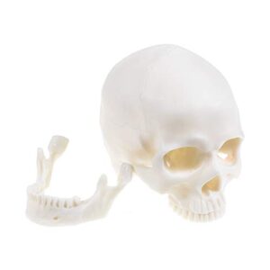 Medical Anatomical Skull Model - 1:1 Life Size Replica Anatomy Adult Human Head Bone for Science Lab, Educational