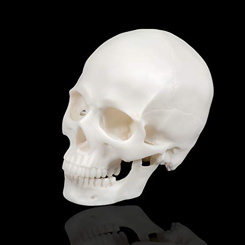 Medical Anatomical Skull Model - 1:1 Life Size Replica Anatomy Adult Human Head Bone for Science Lab, Educational