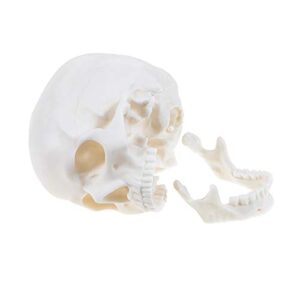 Medical Anatomical Skull Model - 1:1 Life Size Replica Anatomy Adult Human Head Bone for Science Lab, Educational