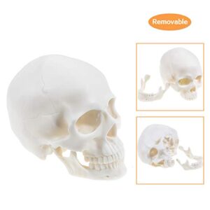 Medical Anatomical Skull Model - 1:1 Life Size Replica Anatomy Adult Human Head Bone for Science Lab, Educational