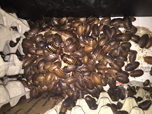 Bad Ass Bugs 200 Large Dubia Roaches