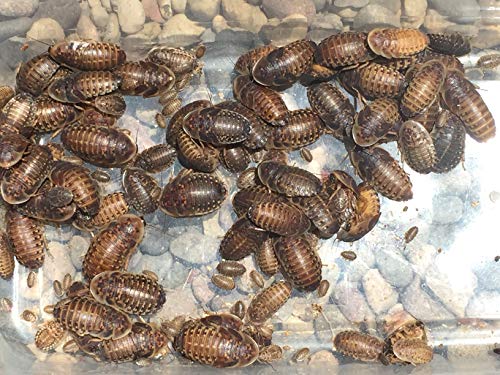 Bad Ass Bugs 200 Large Dubia Roaches