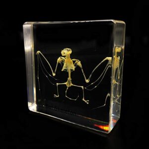 Real Bat Skeleton Specimen in Acrylic Block Paperweights Science Classroom Specimens for Science Education（3x3x1 Inch）