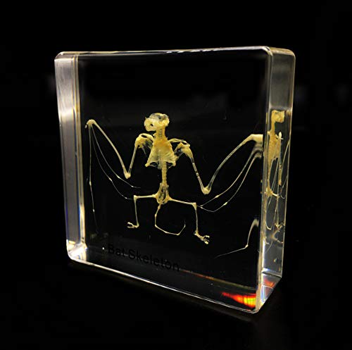 Real Bat Skeleton Specimen in Acrylic Block Paperweights Science Classroom Specimens for Science Education（3x3x1 Inch）