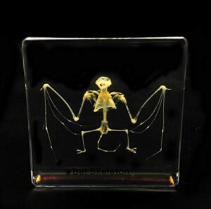 real bat skeleton specimen in acrylic block paperweights science classroom specimens for science education（3x3x1 inch）