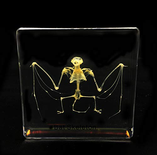 Real Bat Skeleton Specimen in Acrylic Block Paperweights Science Classroom Specimens for Science Education（3x3x1 Inch）