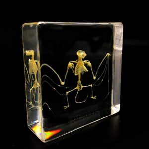 Real Bat Skeleton Specimen in Acrylic Block Paperweights Science Classroom Specimens for Science Education（3x3x1 Inch）