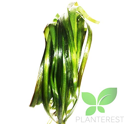 Planterest - Giant Jungle Val | Vallisneria Gigantea Potted Freshwater Live Aquarium Plant BUY2GET1FREE