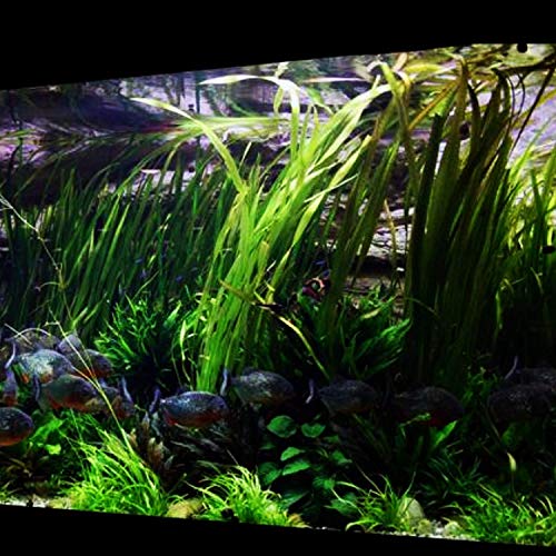 Planterest - Giant Jungle Val | Vallisneria Gigantea Potted Freshwater Live Aquarium Plant BUY2GET1FREE