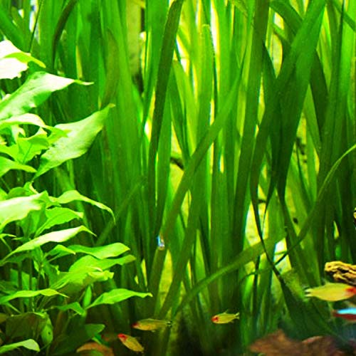 Planterest - Giant Jungle Val | Vallisneria Gigantea Potted Freshwater Live Aquarium Plant BUY2GET1FREE