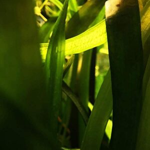 Planterest - Giant Jungle Val | Vallisneria Gigantea Potted Freshwater Live Aquarium Plant BUY2GET1FREE