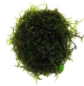 planterest - java moss | vesicularia dubyana freshwater live aquarium plant buy2get1free