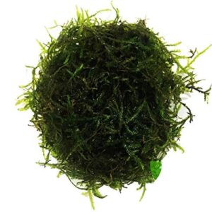 Planterest - Java Moss | Vesicularia Dubyana Freshwater Live Aquarium Plant BUY2GET1FREE