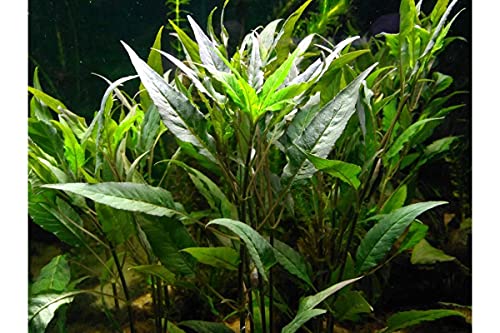 Florida 10 Species Live Aquarium Plants Bundle