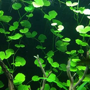 Discus-Warm Water Aquarium Plant Bundle