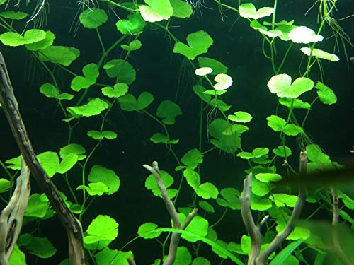 Discus-Warm Water Aquarium Plant Bundle