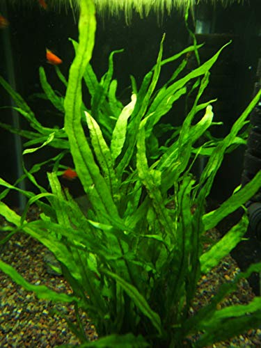 Discus-Warm Water Aquarium Plant Bundle