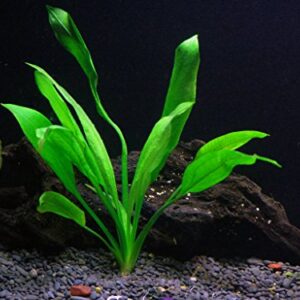 Discus-Warm Water Aquarium Plant Bundle