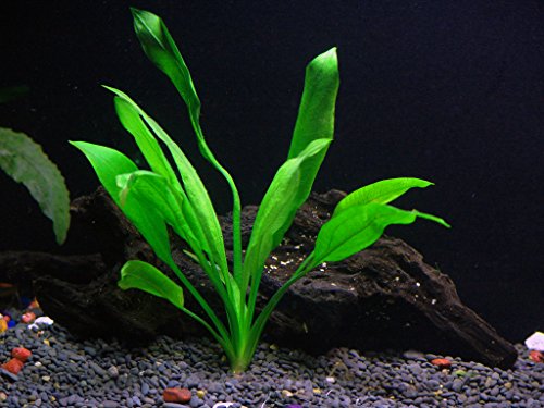 Discus-Warm Water Aquarium Plant Bundle