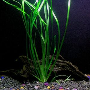 Discus-Warm Water Aquarium Plant Bundle