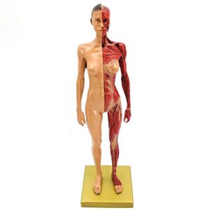 human body musculoskeletal anatomical model for study and teaching (30cm1)