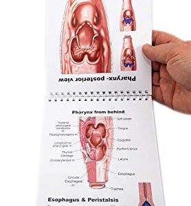 SLP Anatomy Flip Book Speech Language Pathology