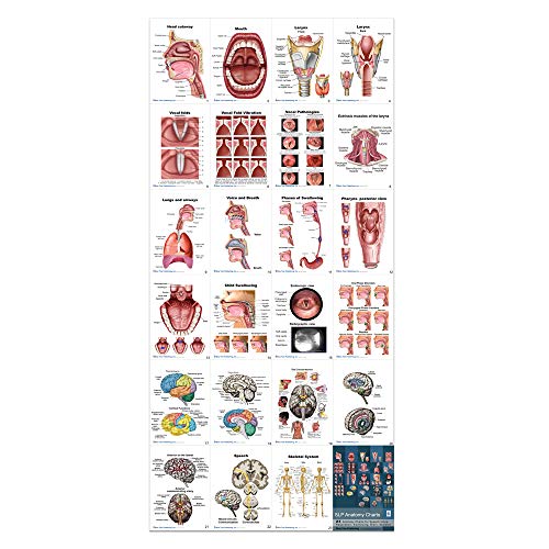 SLP Anatomy Flip Book Speech Language Pathology