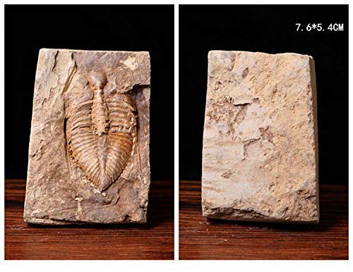 Sunnyhill Real Trilobite Fossil Come from Western Hunan of China 450 Million Years ago