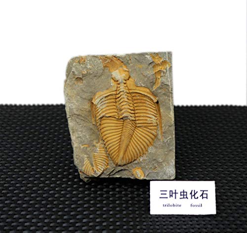 Sunnyhill Real Trilobite Fossil Come from Western Hunan of China 450 Million Years ago