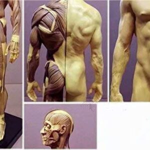 ALKITA 30CM Human Anatomical Anatomy Skull Head Body Muscle Bone Resin Model Male Golden