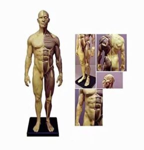 alkita 30cm human anatomical anatomy skull head body muscle bone resin model male golden