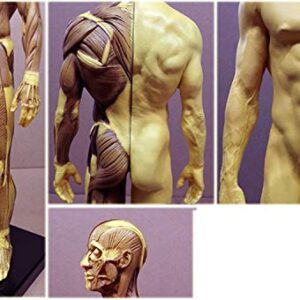 ALKITA 30CM Human Anatomical Anatomy Skull Head Body Muscle Bone Resin Model Male Golden