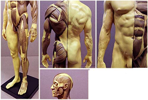 ALKITA 30CM Human Anatomical Anatomy Skull Head Body Muscle Bone Resin Model Male Golden