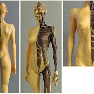 ALKITA 30CM Human Anatomical Anatomy Skull Head Body Muscle Bone Resin Model Female Golden