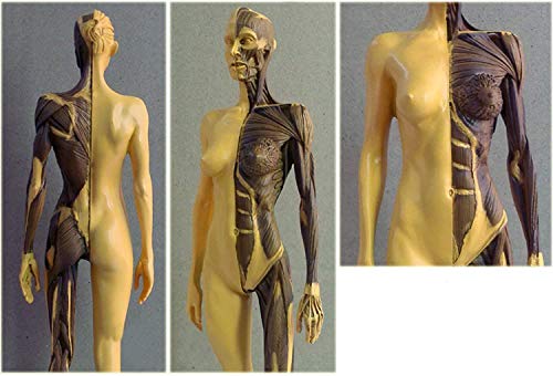 ALKITA 30CM Human Anatomical Anatomy Skull Head Body Muscle Bone Resin Model Female Golden