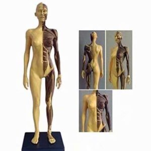 ALKITA 30CM Human Anatomical Anatomy Skull Head Body Muscle Bone Resin Model Female Golden